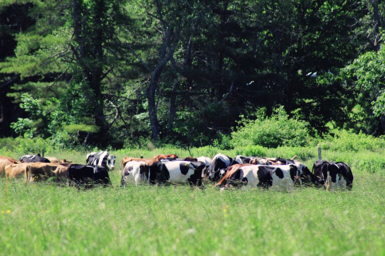 So.. What Even Is Holistic Health